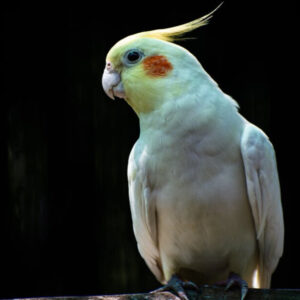 Cockatiel (Copy) (Copy) (Copy)