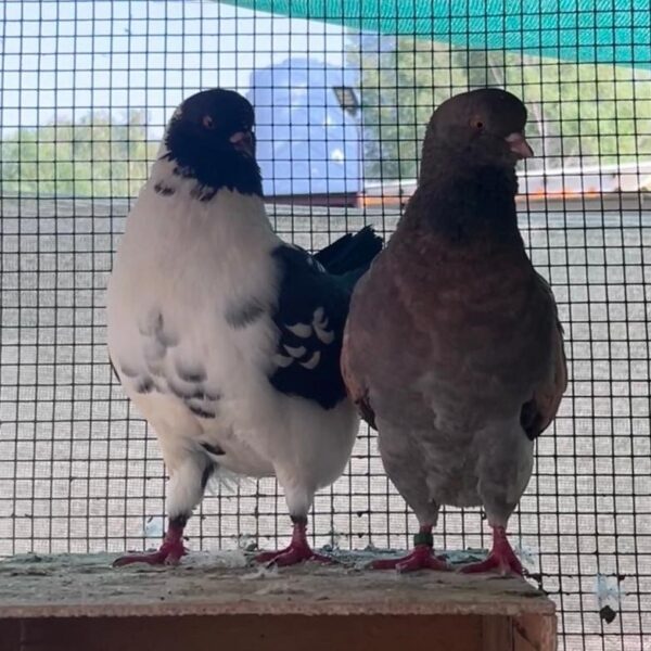 Pigeon Pair