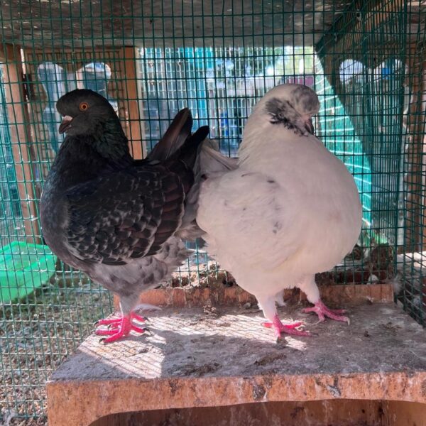 Pigeon Pair