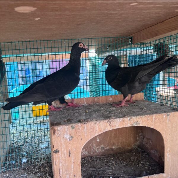 Pigeon Pair