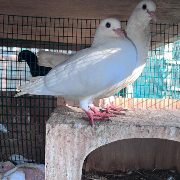 Pigeon Pair