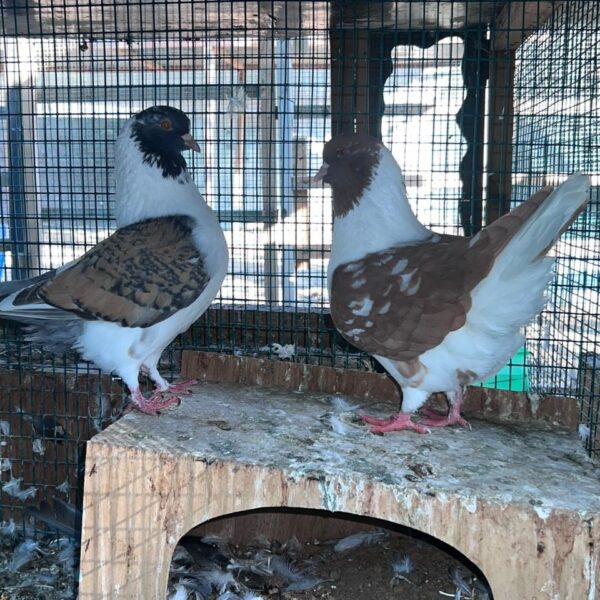 Pigeon Pair