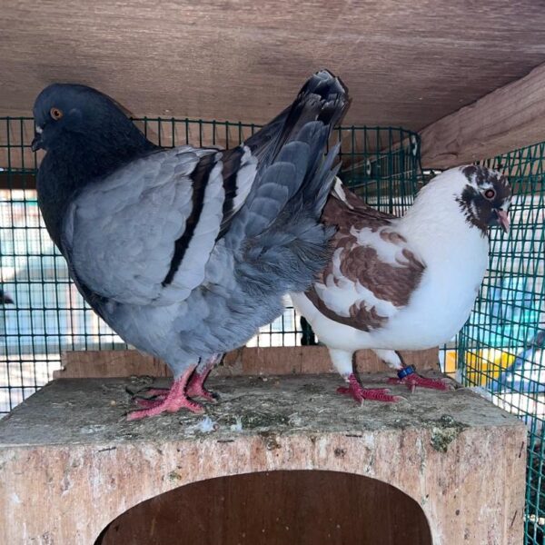 Pigeon Pair
