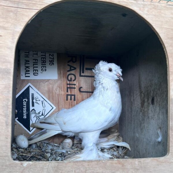 Pigeon Pair