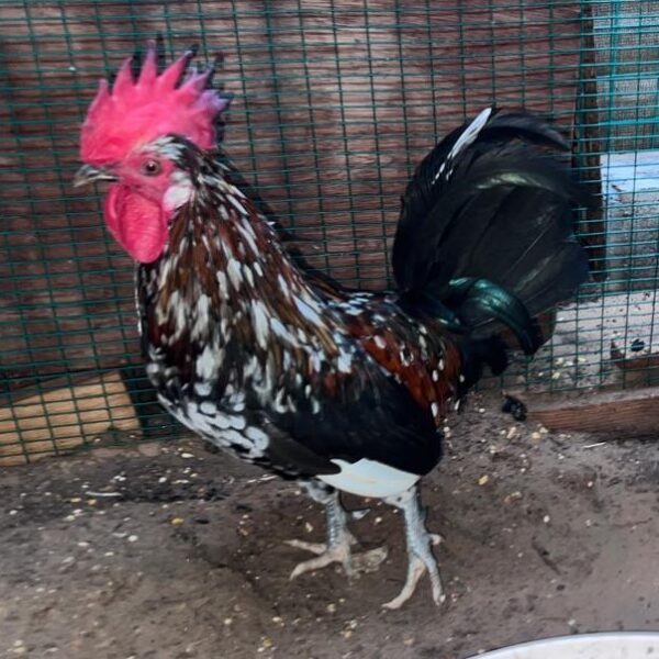 Hen