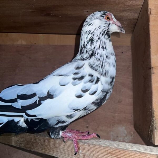 Almond Pigeons Pair