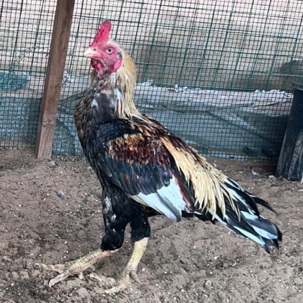 Hen