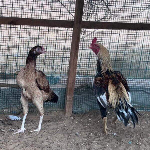 Hen
