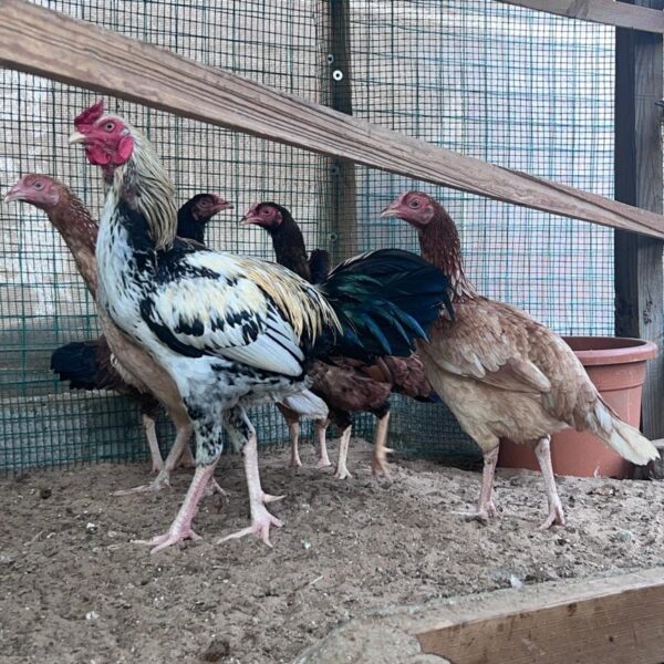 Hen Single