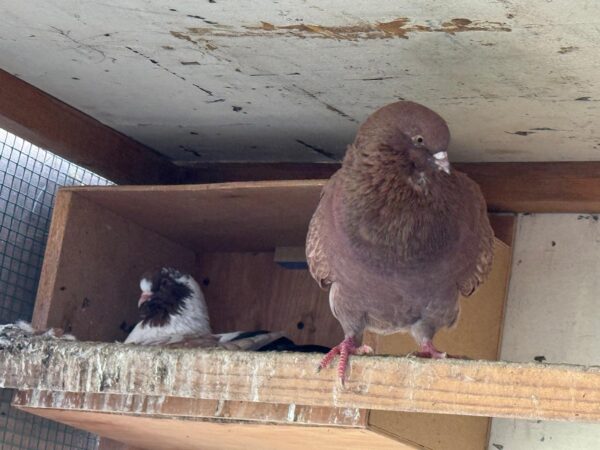 Pigeon Pair