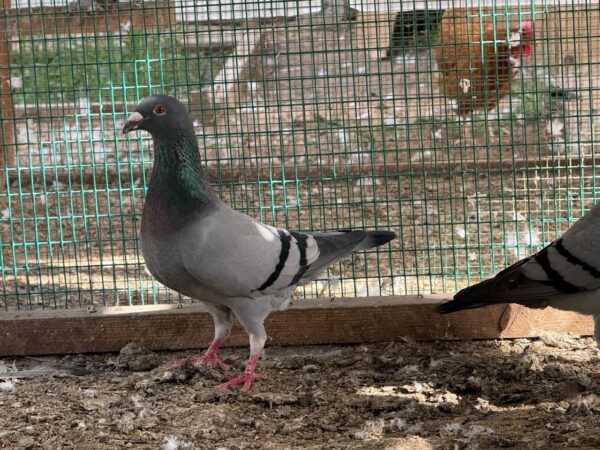 Pigeon Pair