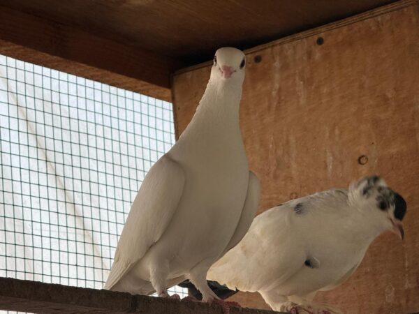 Pigeon Pair