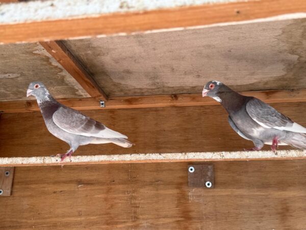 Pigeon Pair