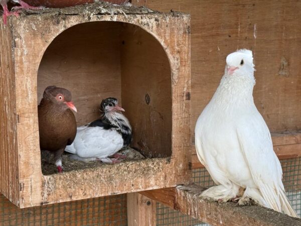Pigeon Pair