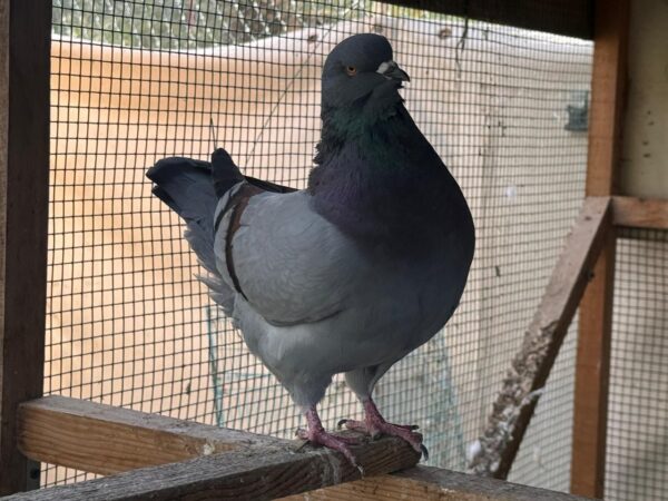 Pigeon Pair