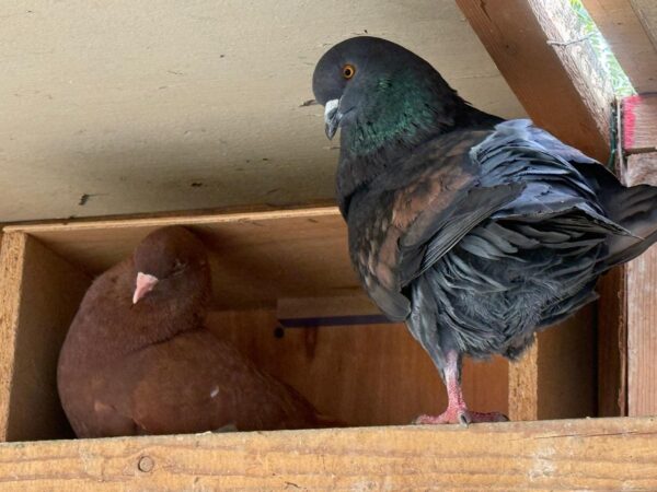 Pigeon Pair