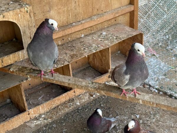 Pigeon Pair
