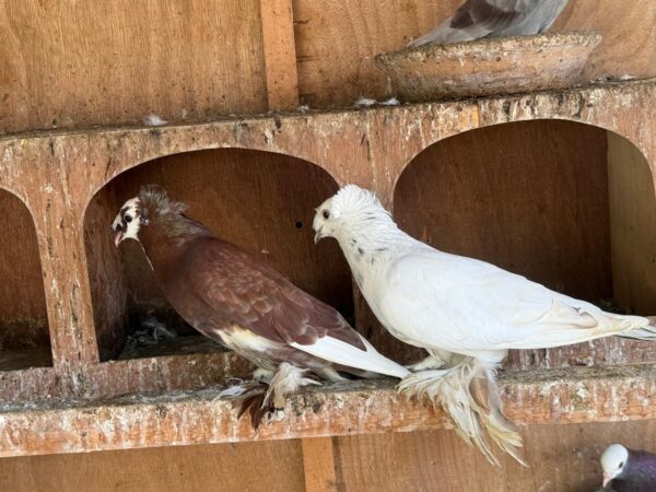 Pigeon Pair