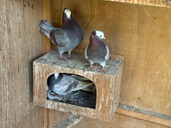 Pigeon Pair