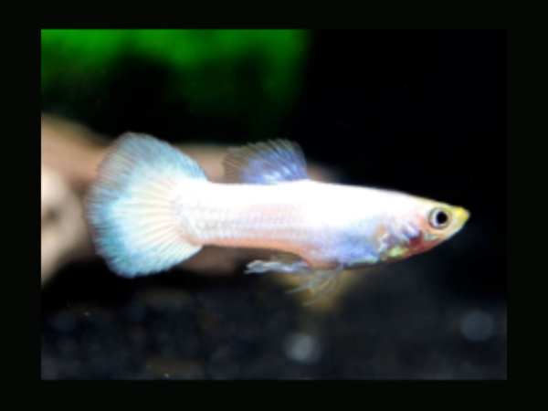 Snow White Guppy (Male) - 3.5cm