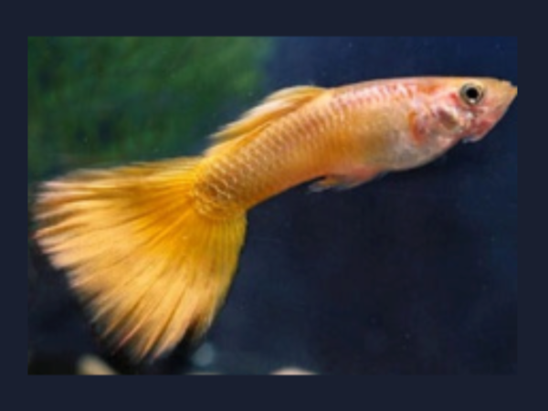 Yellow Tuxedo Guppy (Male) - 3.5cm