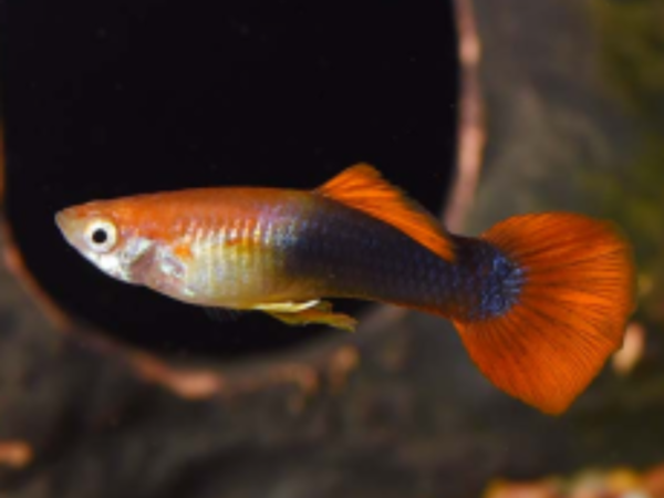 Golden Red Tuxedo Guppy (Male) - 3.5cm