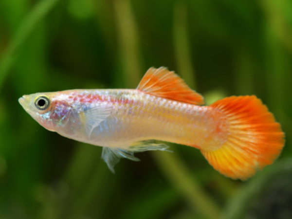 Red Blonde Guppy (Male) - 3.5cm