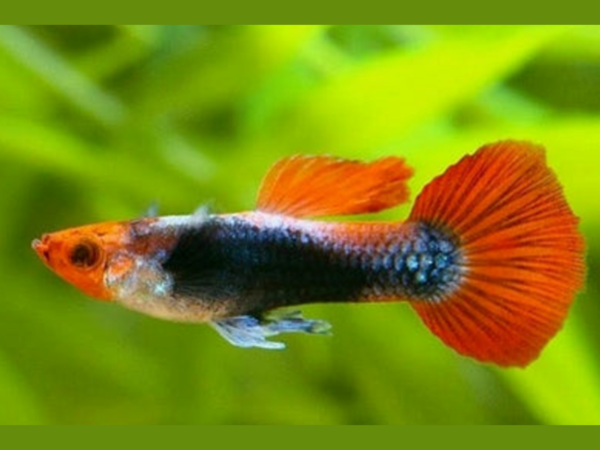Red Tuxedo Guppy (Male) - 3.5cm