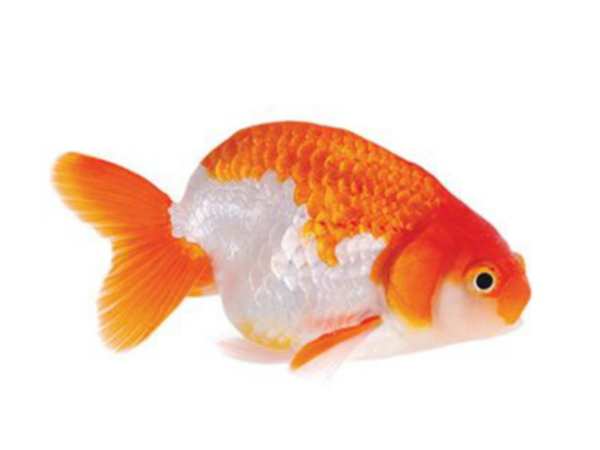 Ranchu Gold Fish - 5cm